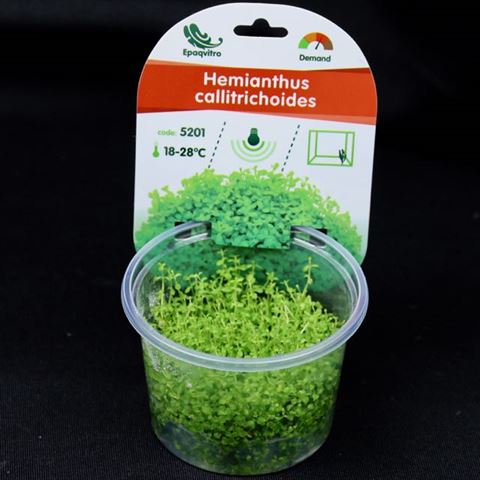 Hemianthus in cup